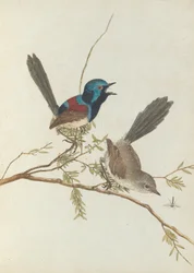 Warbler variegato. Lewin, John. Uccelli del Nuovo Galles del Sud con la loro storia naturale. Sydney - G. Howe...